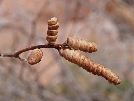 Screwbean Mesquite (Prosopis pubescens)