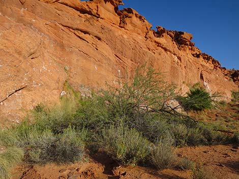 Screwbean Mesquite (Prosopis pubescens)