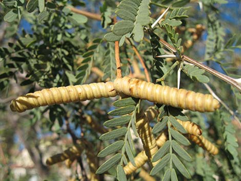 Screwbean Mesquite (Prosopis pubescens)