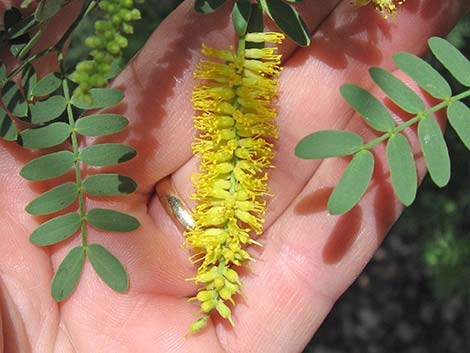 Screwbean Mesquite (Prosopis pubescens)