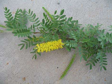 Screwbean Mesquite (Prosopis pubescens)