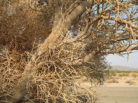 Smoketree (Psorothamnus spinosus)