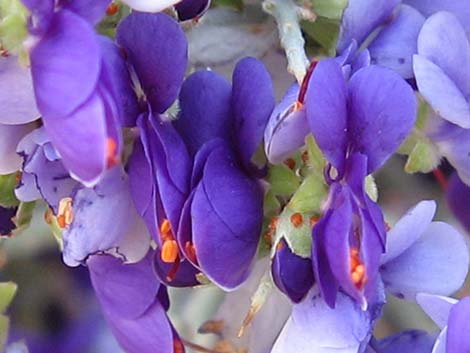 Smoketree (Psorothamnus spinosus)