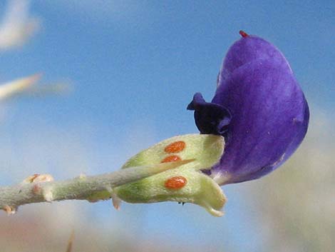 smoke tree flower