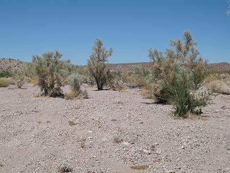 Smoketree (Psorothamnus spinosus)