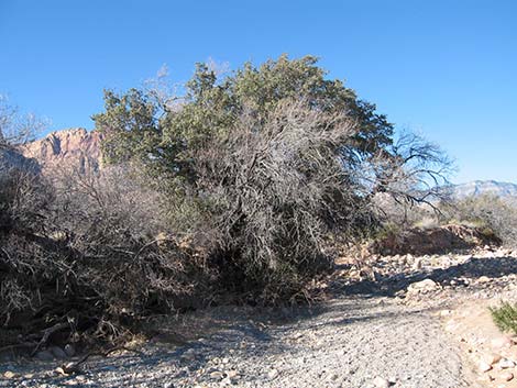 Canyon Live Oak (Quercus chrysolepis)