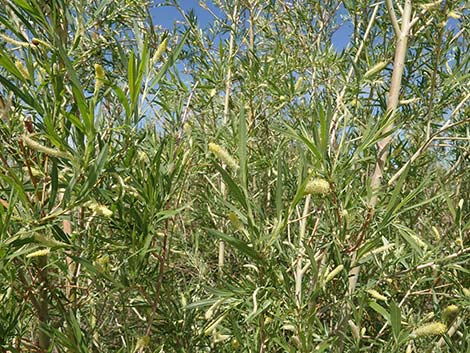 Narrowleaf Willow (Salix exigua)