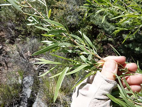 Narrowleaf Willow (Salix exigua)