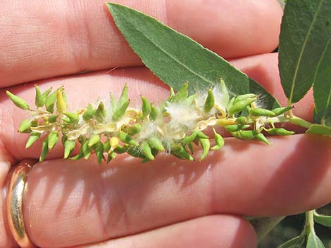 Goodding's Willow (Salix gooddingii)