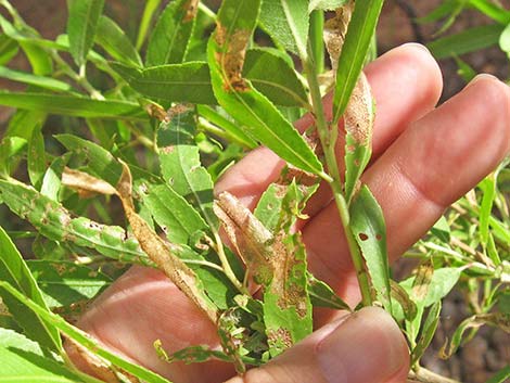 Goodding's Willow (Salix gooddingii)