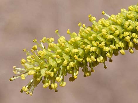 Goodding's Willow (Salix gooddingii)