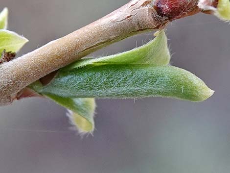 Goodding's Willow (Salix gooddingii)