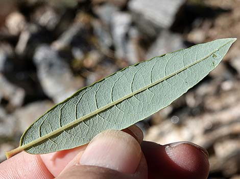 Arroyo Willow (Salix lasiolepis)