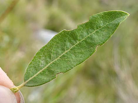 Arroyo Willow (Salix lasiolepis)