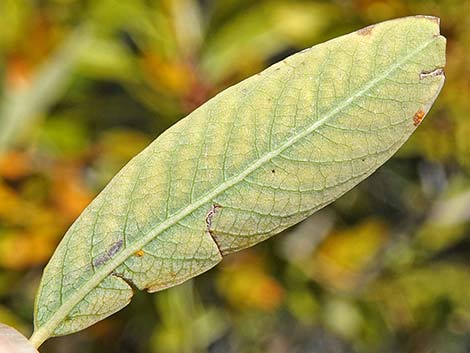 Arroyo Willow (Salix lasiolepis)