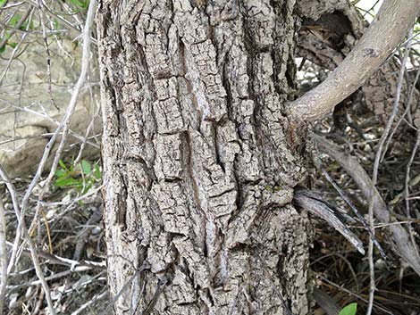 Arroyo Willow (Salix lasiolepis)