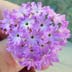 Desert Sand Verbena (Abronia villosa)