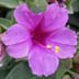 Giant Four O'clock (Mirabilis multiflora)