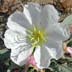 California Evening Primrose (Oenothera californica)