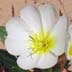 Birdcage Evening Primrose (Oenothera deltoides)