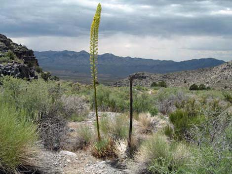 Utah Agave (Agave utahensis)