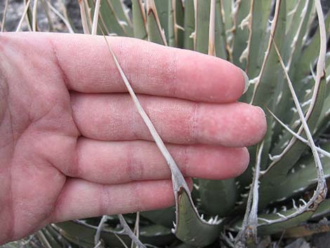 Ivory-spined Agave (Agave utahensis var. eborispina)