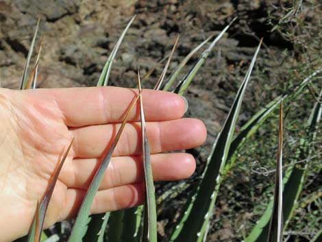 Kaibab Utah Agave (Agave utahensis var. kaibabensis)