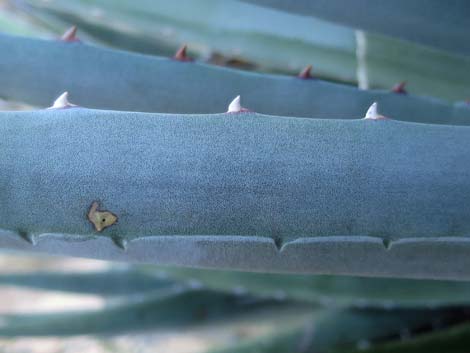 Kaibab Utah Agave (Agave utahensis var. kaibabensis)