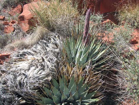 Clark Mountain Agave (Agave utahensis var. nevadensis)