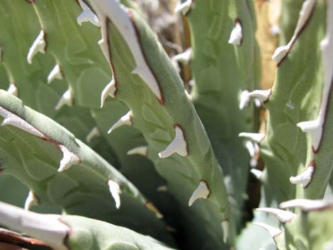 Clark Mountain Agave (Agave utahensis var. nevadensis)