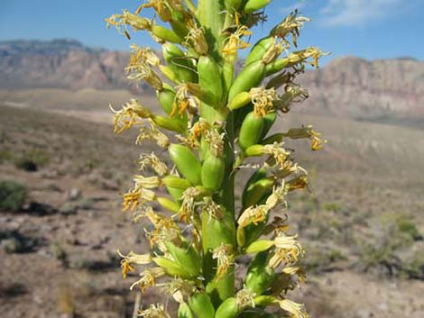 Clark Mountain Agave (Agave utahensis var. nevadensis)