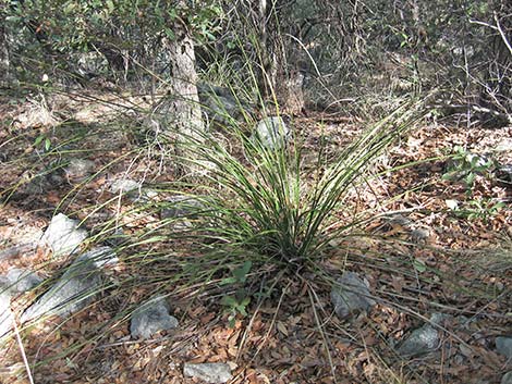 Beargrass (Nolina microcarpa)