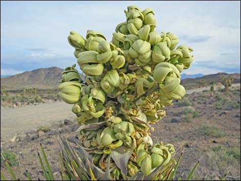 Western Joshua Tree (Yucca brevifolia brevifolia)