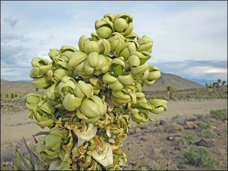 Western Joshua Tree (Yucca brevifolia brevifolia)