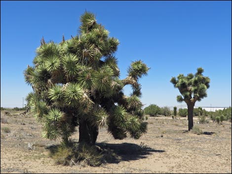 Western Joshua Tree (Yucca brevifolia brevifolia)