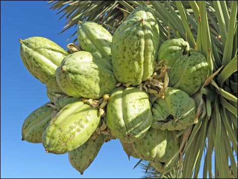 Western Joshua Tree (Yucca brevifolia brevifolia)