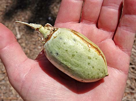 Eastern Joshua Tree (Yucca brevifolia jaegeriana)