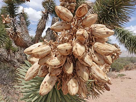 Eastern Joshua Tree (Yucca brevifolia jaegeriana)