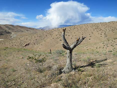 Eastern Joshua Tree (Yucca brevifolia jaegeriana)