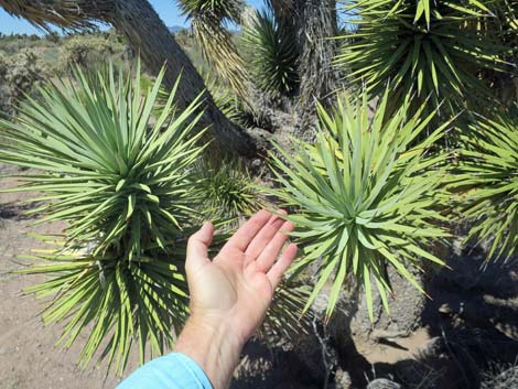 Eastern Joshua Tree (Yucca brevifolia jaegeriana)