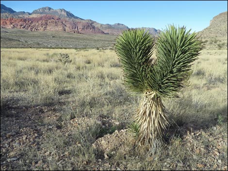 Eastern Joshua Tree (Yucca brevifolia jaegeriana)