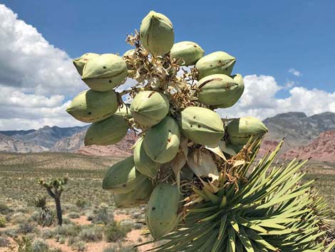 Eastern Joshua Tree (Yucca brevifolia jaegeriana)