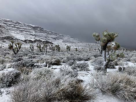 Eastern Joshua Tree (Yucca brevifolia jaegeriana)