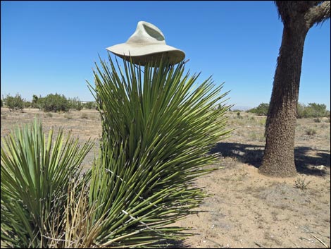 Western Joshua Tree (Yucca brevifolia)