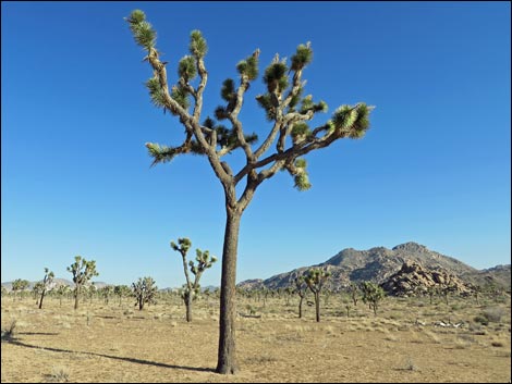 Western Joshua Tree (Yucca brevifolia)