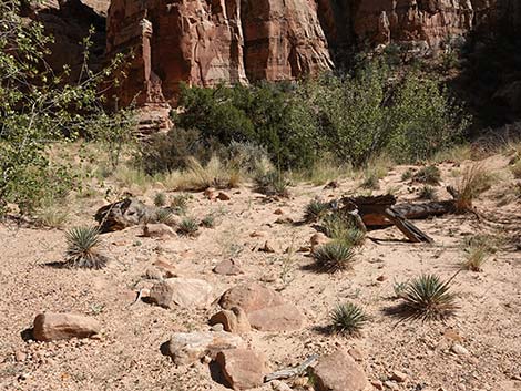 Spanish Bayonet (Yucca harrimaniae)