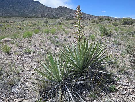 Spanish Bayonet (Yucca harrimaniae)