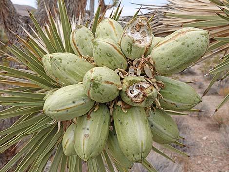 Eastern Joshua Tree (Yucca jaegeriana)