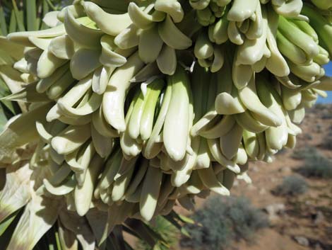 Eastern Joshua Tree (Yucca jaegeriana)