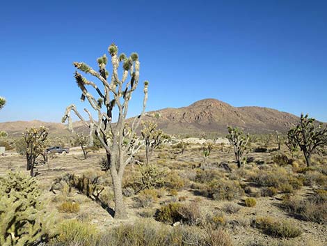 Eastern Joshua Tree (Yucca jaegeriana)